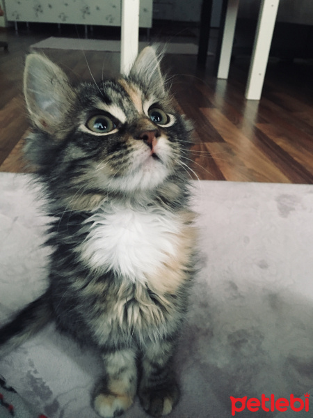 Tekir Kedi, Kedi  Kedi Hanım fotoğrafı