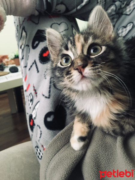 Tekir Kedi, Kedi  Kedi Hanım fotoğrafı