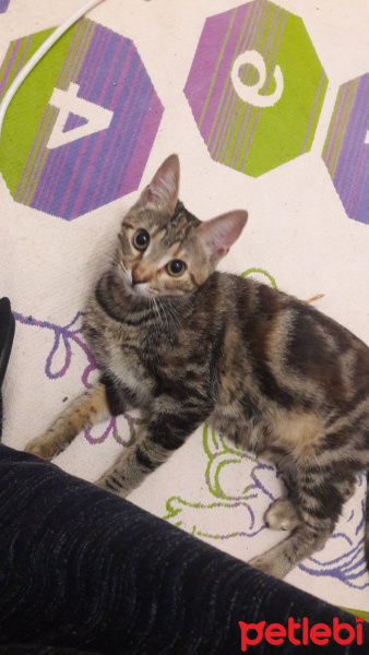 Tekir Kedi, Kedi  Tarçın fotoğrafı