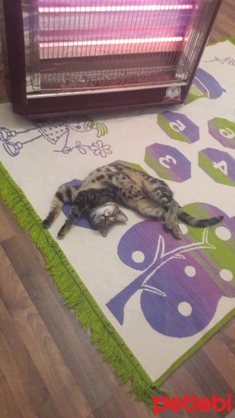 Tekir Kedi, Kedi  Tarçın fotoğrafı