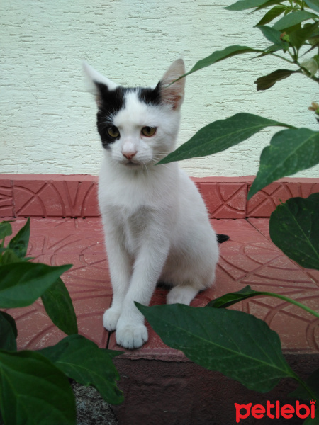 Sarman, Kedi  Toros fotoğrafı