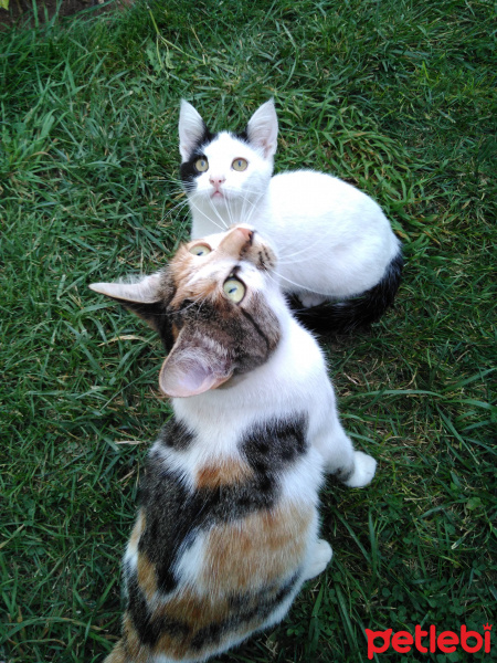 Sarman, Kedi  Toros fotoğrafı