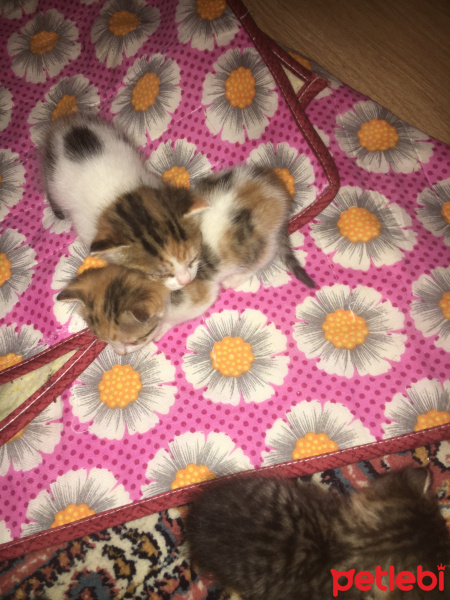 Tekir Kedi, Kedi  joe/william/jack/avarell fotoğrafı