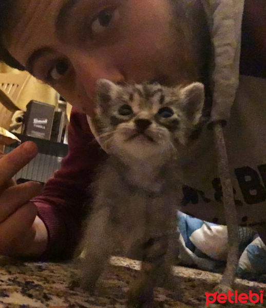 Tekir Kedi, Kedi  joe/william/jack/avarell fotoğrafı