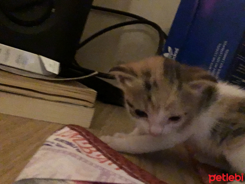 Tekir Kedi, Kedi  joe/william/jack/avarell fotoğrafı
