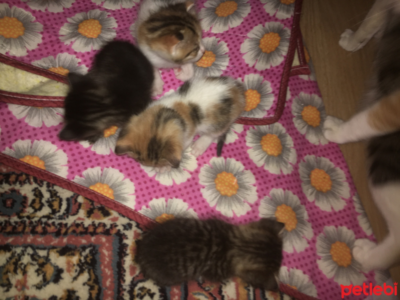 Tekir Kedi, Kedi  joe/william/jack/avarell fotoğrafı