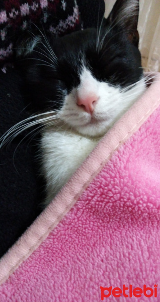Tekir Kedi, Kedi  Çakıl fotoğrafı