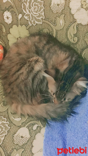 Tekir Kedi, Kedi  Mia fotoğrafı