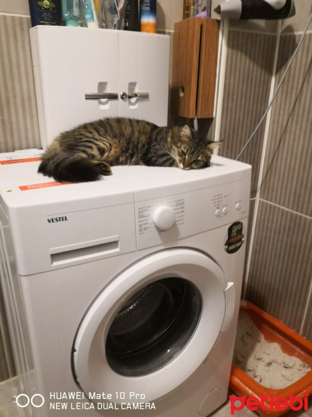 Tekir Kedi, Kedi  Mia fotoğrafı
