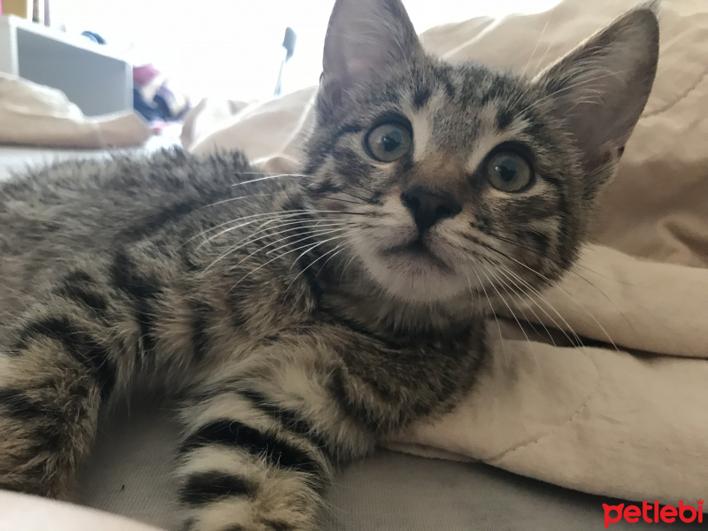 Tekir Kedi, Kedi  Jordy fotoğrafı