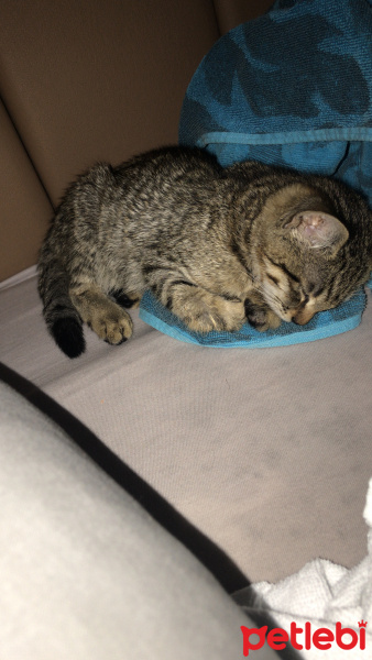 Tekir Kedi, Kedi  Jordy fotoğrafı