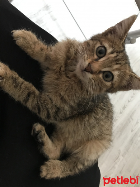 Tekir Kedi, Kedi  Kısmet fotoğrafı