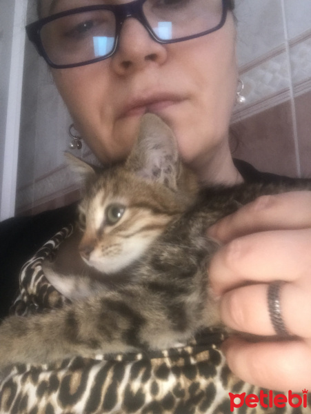 Tekir Kedi, Kedi  Kısmet fotoğrafı