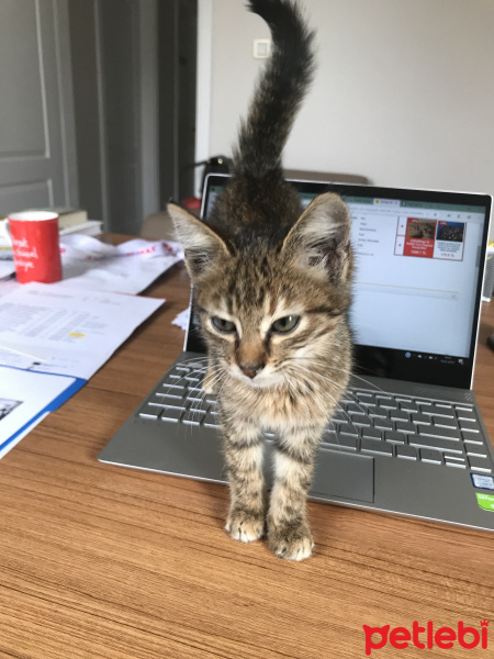 Tekir Kedi, Kedi  Kısmet fotoğrafı