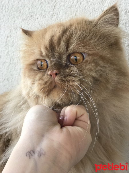 İran Kedisi (Persian), Kedi  Hayraz fotoğrafı