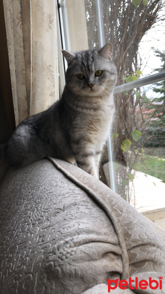 British Shorthair, Kedi  Duman fotoğrafı