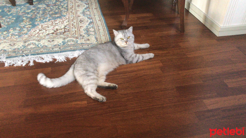 British Shorthair, Kedi  Duman fotoğrafı