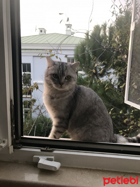 British Shorthair, Kedi  Duman fotoğrafı