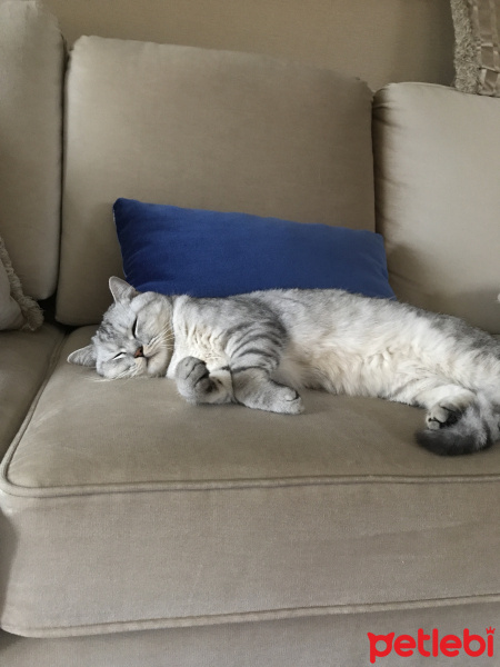 British Shorthair, Kedi  Duman fotoğrafı