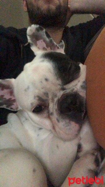 Fransız Bulldog, Köpek  Ates fotoğrafı