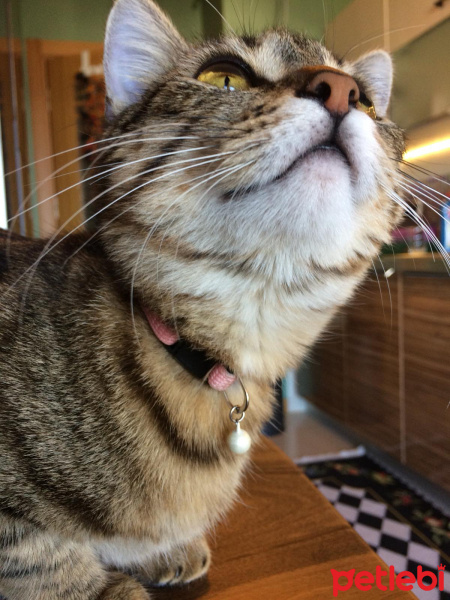 Tekir Kedi, Kedi  Karmen fotoğrafı
