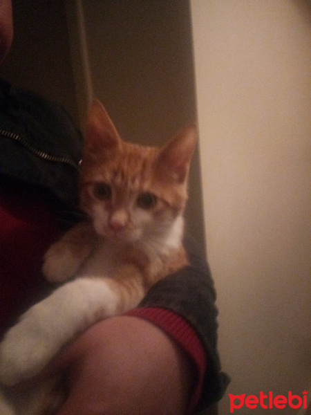 Sarman, Kedi  Paşa fotoğrafı