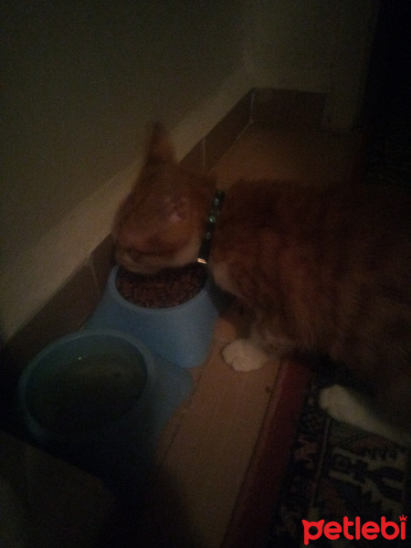 Sarman, Kedi  Paşa fotoğrafı