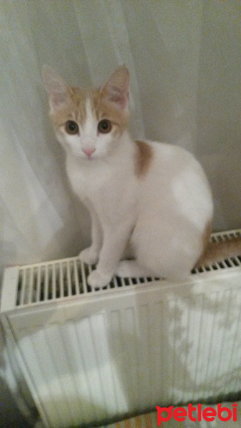 Tekir Kedi, Kedi  Safir fotoğrafı