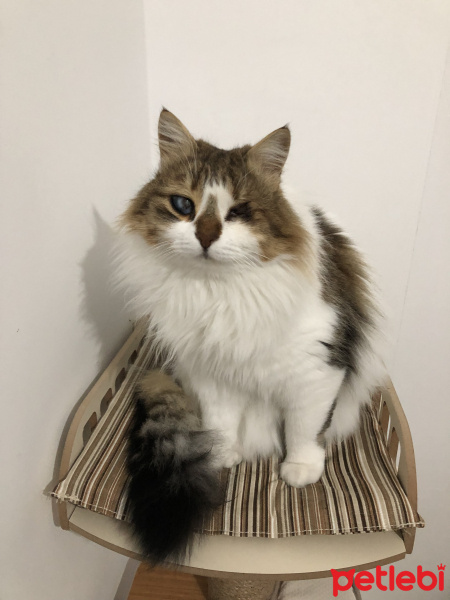 Tekir Kedi, Kedi  Pamuk fotoğrafı