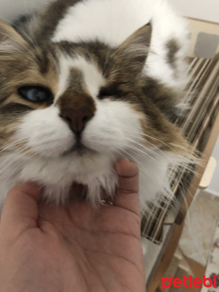 Tekir Kedi, Kedi  Pamuk fotoğrafı