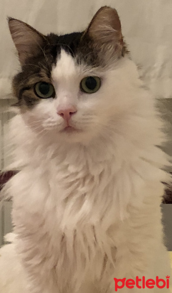 Tekir Kedi, Kedi  Pamuk fotoğrafı