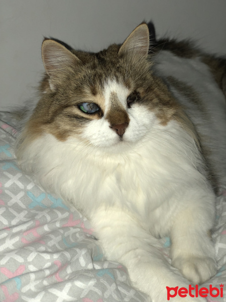 Tekir Kedi, Kedi  Pamuk fotoğrafı
