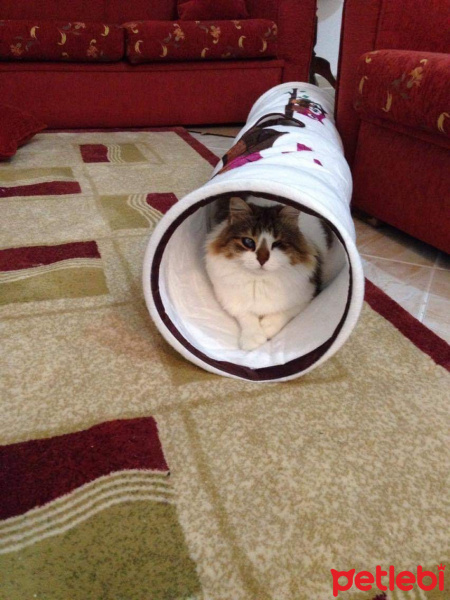 Tekir Kedi, Kedi  Pamuk fotoğrafı