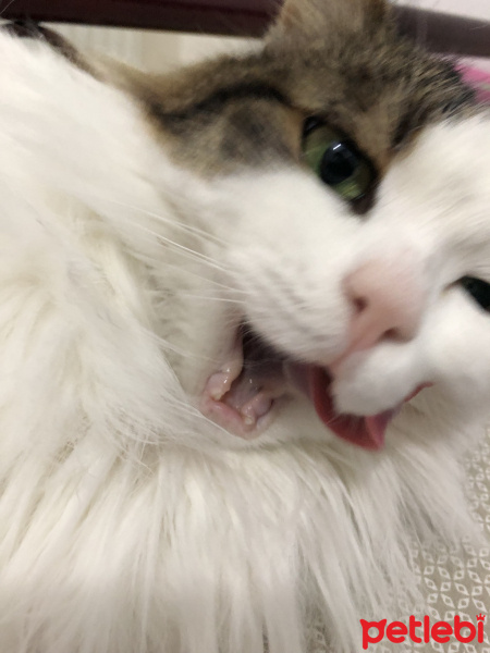 Soke, Kedi  İpek fotoğrafı