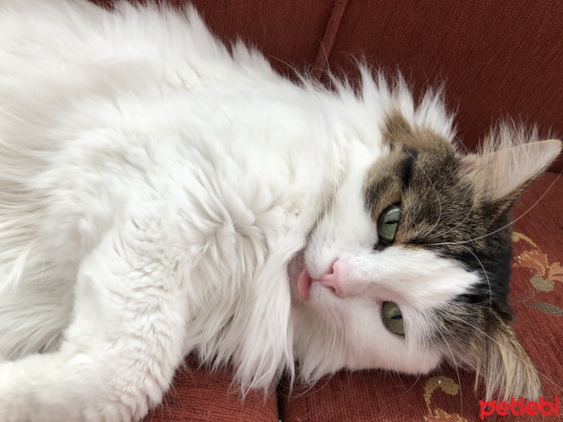 Soke, Kedi  İpek fotoğrafı