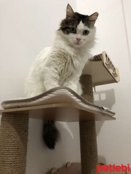 Soke, Kedi  İpek fotoğrafı