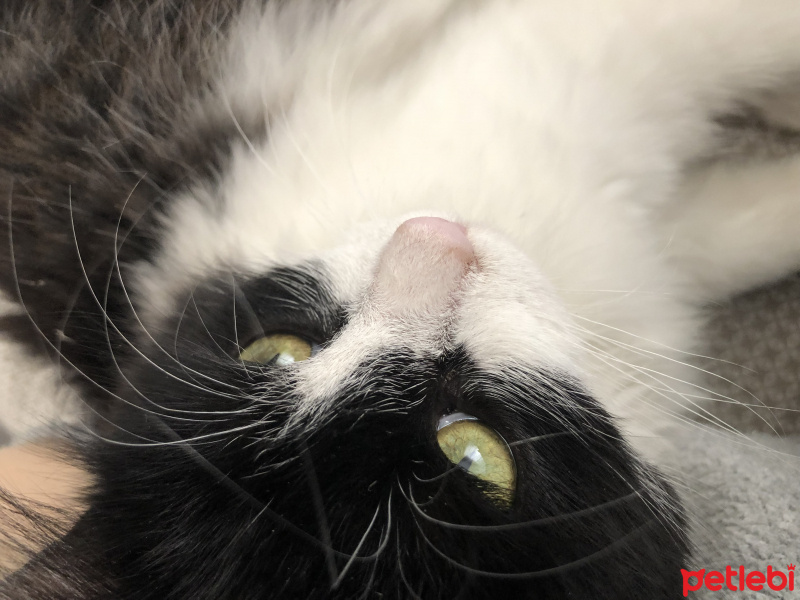 Soke, Kedi  İpek fotoğrafı