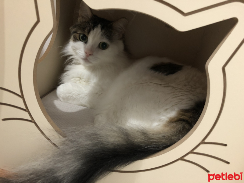 Soke, Kedi  İpek fotoğrafı