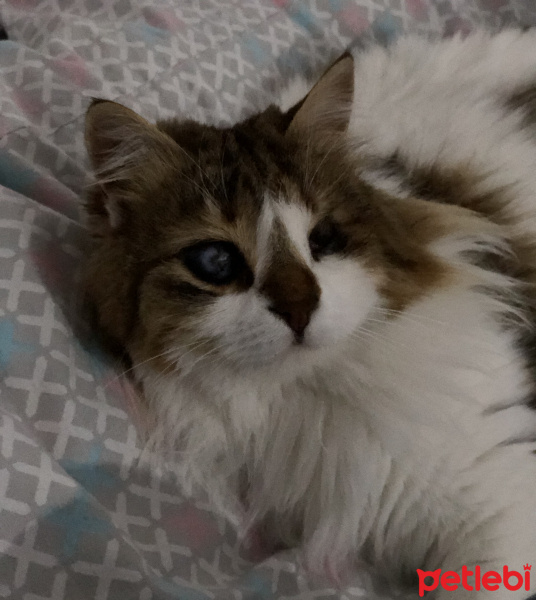 Soke, Kedi  İpek fotoğrafı