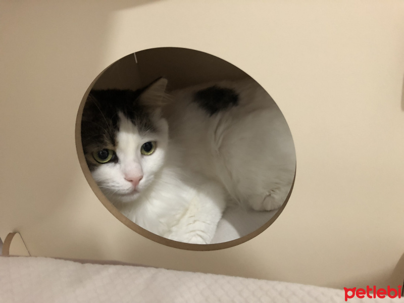 Soke, Kedi  İpek fotoğrafı