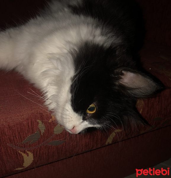 Tuxedo (Smokin) Kedi, Kedi  Kitty fotoğrafı