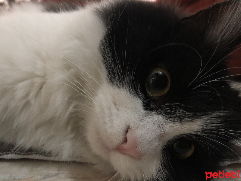 Tuxedo (Smokin) Kedi, Kedi  Kitty fotoğrafı