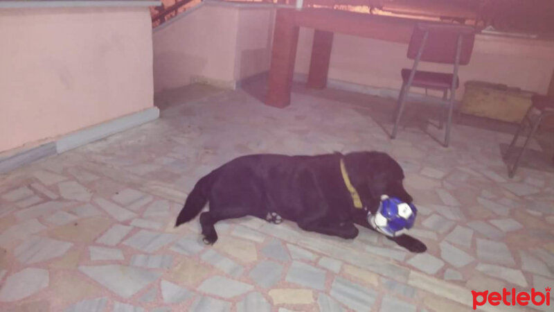 Labrador Retriever, Köpek  Zeytin fotoğrafı