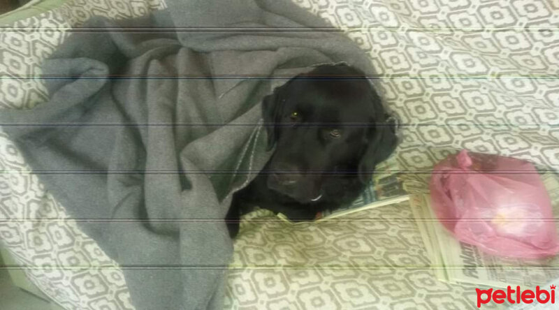 Labrador Retriever, Köpek  Zeytin fotoğrafı