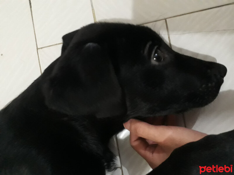 Labrador Retriever, Köpek  Gölge fotoğrafı