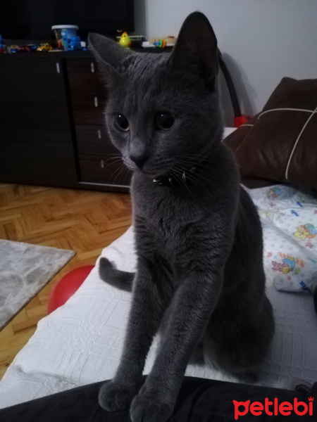 Mavi Rus, Kedi  Arya fotoğrafı