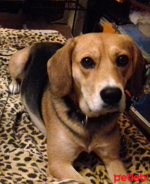 Beagle, Köpek  mati fotoğrafı