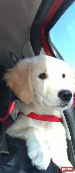 Golden Retriever, Köpek  Arthurr fotoğrafı