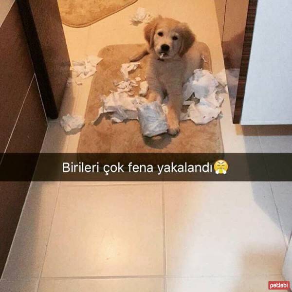 Golden Retriever, Köpek  Arthurr fotoğrafı