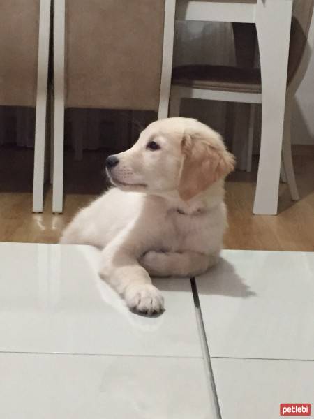 Golden Retriever, Köpek  Arthurr fotoğrafı